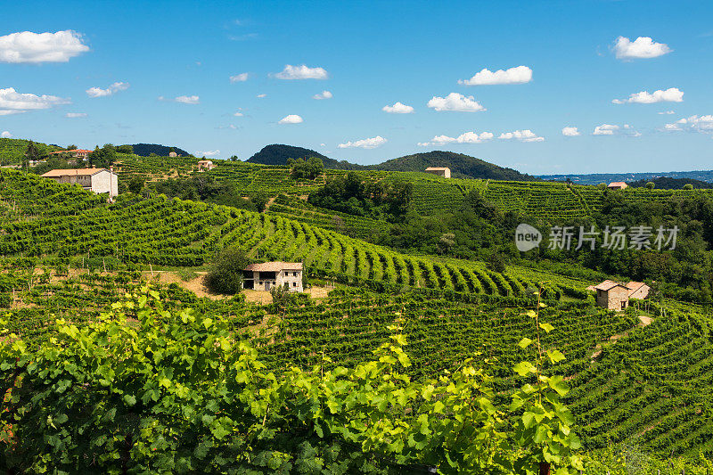 Valdobbiadene -夏季普洛赛科山